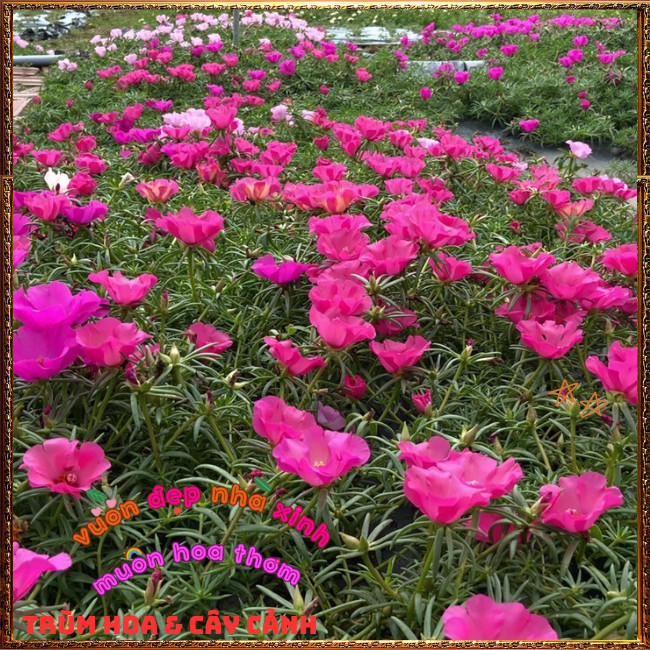 Cành Hoa Mười Giờ Mỹ Đơn Màu ĐỎ HỒNG Bông Rất To Siêu Đẹp Nở Mỗi Ngày️📩Hoa Mười Giờ Bonsai & Phụ Kiện