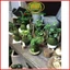 ( . Quả cầu rêu kokedama trồng cây mang phong cách nhật bản kết nối với núi rừng dù đang sống ở phố thị . )