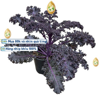 Hạt Giống Cải Kale Xoăn Tím Mỹ F1 Lâu Năm Chất Lượng Cao.Bao bì gốc: 100 hạt giống，k022