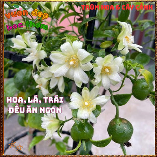Chậu Cây CHANH NHO Hoa Siêu Đẹp Thơm Dịu Ăn Được Cả Lá Hoa Và Trái ️🌮 {{store}]