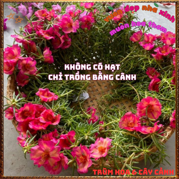 Cành Hoa Mười Giờ Mỹ Đơn HỒNG CAM Bông Rất To Siêu Đẹp Nở Mỗi Ngày️📩 Hoa Mười Giờ Bonsai & Phụ Kiện
