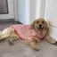 【Ready Stock】 Large Dog Clothes Summer Thin Breathable Golden Retriever Puppy Husky Border Collie Labrador Large Dog Mesh Waistcoat I6KY