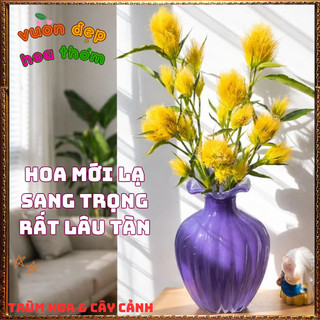 Chậu Hoa BẠCH KIM VŨ Mới Lạ Nở Quanh Năm Rất Lâu Tàn ️🌮 TRUNG TÂM CÂY GIỐNG VÀ HOA