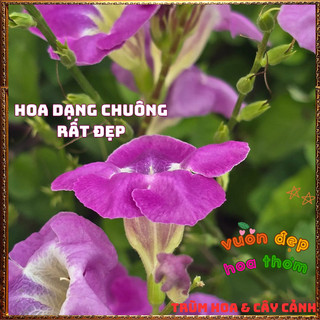 Chậu Hoa Ngọc Chuông Tím Siêu Bông Nở Quanh Năm Tuyệt Đẹp Dễ Trồng️🌮 TRUNG TÂM CÂY GIỐNG VÀ HOA