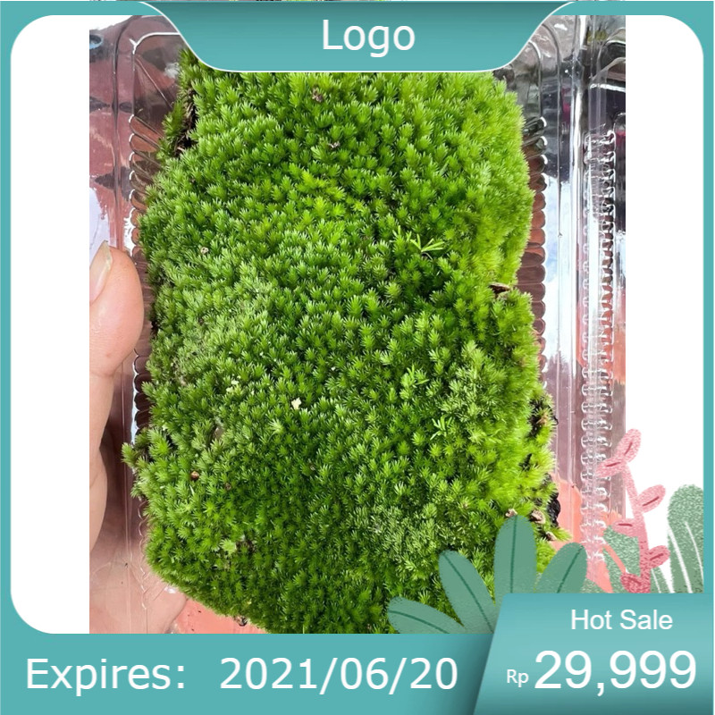 rêu cushion trang trí tiểu cảnh, setup bán cạn, terarium,hòn non bộ ...
