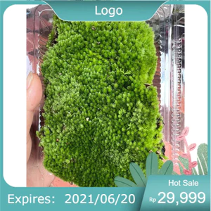 rêu cushion trang trí tiểu cảnh, setup bán cạn, terarium,hòn non bộ ...
