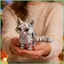 3D In Hình Mèo Di Động Khớp Mèo Fidget Đồ Chơi Thực Tế Động Vật In 3D Dễ Thương Cho Trẻ Em Bé Gái Người Lớn Người Lớn sonlekvn