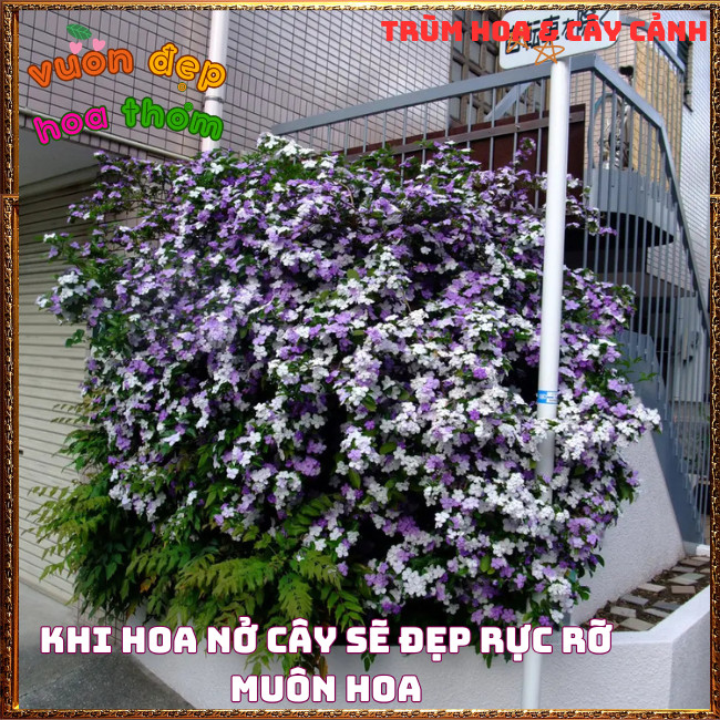 Chậu Hoa LÀI NHẬT Đổi Màu Siêu Bông Tuyệt Đẹp Thơm Ngát Rất Dễ Trồng️️🍔 TRÙM HOA VÀ CÂY CẢNH