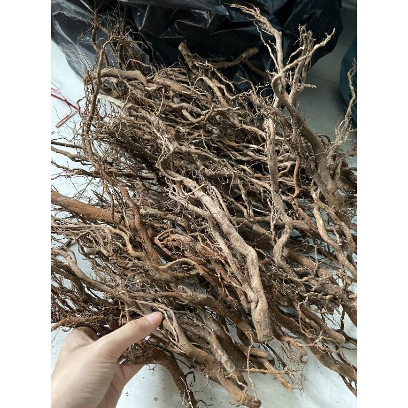 Rễ rừng xoắn nguyên vỏ setup thủy sinh biotop, terrarium, tiểu cảnh ...