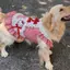 【Ready Stock】 Dog Cute Dress Clothes 2026 Pet Large, Medium and Small Dogs New Samoyed Labrador Shooting Skirt gZRb
