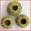 ( . Quả cầu rêu kokedama trồng cây mang phong cách nhật bản kết nối với núi rừng dù đang sống ở phố thị . )