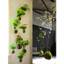 ( quả cầu kokedama đủ kích thước( làm từ rêu tự nhiên hàng làm thủ công) )