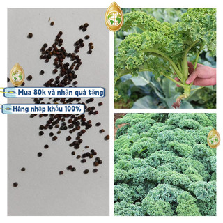 Hạt giống cải kale xoăn xanh Mỹ  - 2 gKhoảng 100 viên thuốc，ram (hạt chuẩn không lẫn)k009