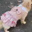 【Ready Stock】 Golden Retriever Dog Cute Dress Clothes 2026 Pet Large, Medium and Small Dogs New Samoyed Labrador Skirt BiSK