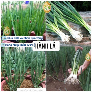 Hạt giống hành láNhập khẩu từ Trung Quốc, mỗi gói chứa khoảng 1000 viên nén._dễ trồng_thơm ngonk013