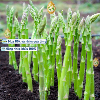Trung Quốc nhập khẩu，Hạt Giống Măng Tây Xanh  - Gói 50 hạt - GM  95% (ngâm hạt qua đêm trước khi ủ)k017