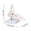 SA Mô hình cấu trúc bàn chân giải phẫu Xây dựng PVC lý tưởng cho sinh viên y tế hiểu chức năng xương và sắp xếp
