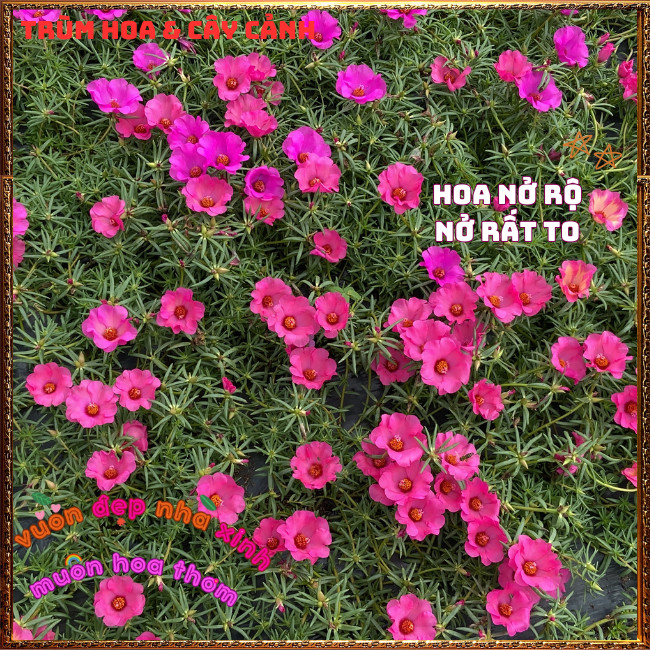 Cành Hoa Mười Giờ Mỹ Đơn Màu ĐỎ HỒNG Bông Rất To Siêu Đẹp Nở Mỗi Ngày️📩Hoa Mười Giờ Bonsai & Phụ Kiện