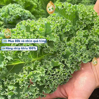 Hạt giống cải kale xoăn xanh Mỹ  - 2 gKhoảng 100 viên thuốc，ram (hạt chuẩn không lẫn)k009