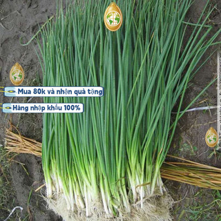 Hạt giống hành láNhập khẩu từ Trung Quốc, mỗi gói chứa khoảng 1000 viên nén._dễ trồng_thơm ngonk013