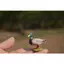 Đức Sile Động Vật Vịt Nhựa Đồ Chơi Mô Hình Gia Cầm Dòng Mô Hình Vịt Mallard