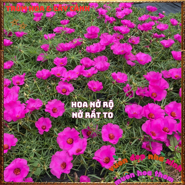 Cành Hoa Mười Giờ Mỹ Đơn Màu Tím Bông Rất To Siêu Đẹp Nở Mỗi Ngày️📩 Hoa Mười Giờ Bonsai & Phụ Kiện