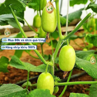 nhập khẩuHạt giống dưa leo ngọc nữ ,Bao bì gốc, 20 hạt giống， dưa chuột ngọc nữ siêu trái -k005