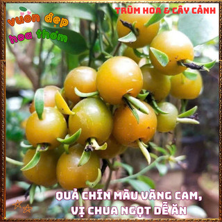 Chậu Cây CHANH NHO Hoa Siêu Đẹp Thơm Dịu Ăn Được Cả Lá Hoa Và Trái ️🌮 {{store}]