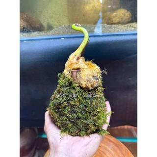 AAA CỦ DƯƠNG XỈ CULI LÔNG VÀNG KOKEDAMA