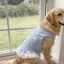 【Ready Stock】 Golden Retriever Labrador Pet Dog Clothes Spring and Summer Light Blue Bow Lace Pet Vest Large Dog sdl5