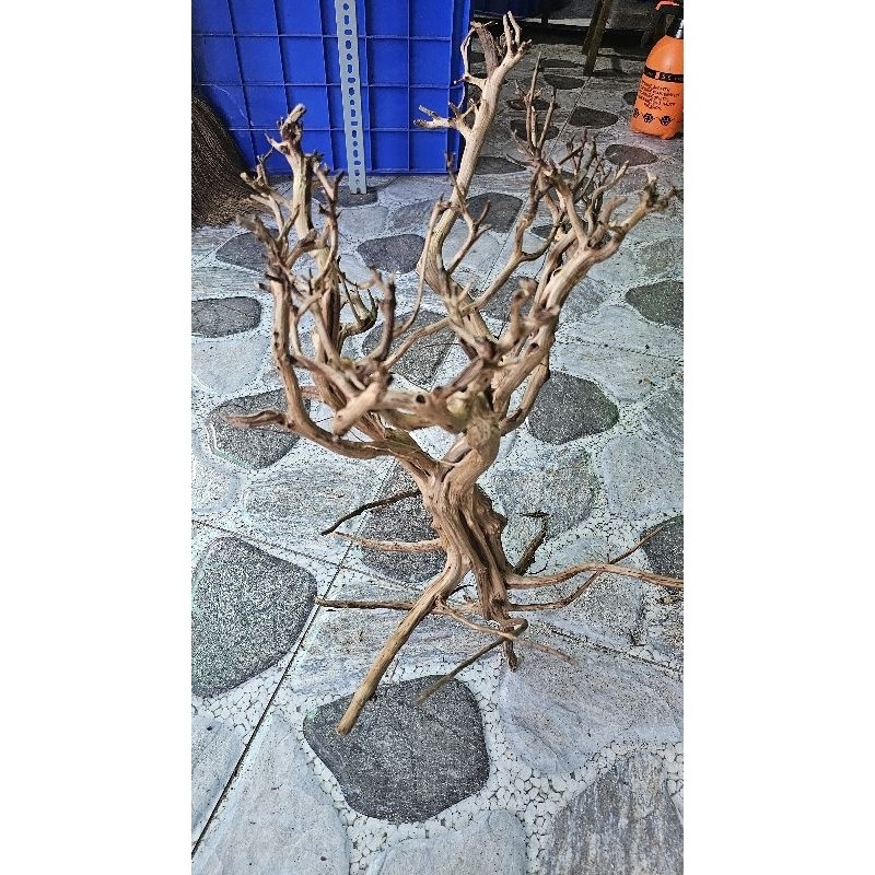 Lũa rể cây kim sa to cho hồ trên 50cm ...