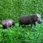 Đồ chơi giáo dục khoa học cho trẻ em Mô phỏng chắc chắn Mô hình động vật hoang dã Hippo Rhino Nhựa Đồ trang trí nhận thức Quà tặng