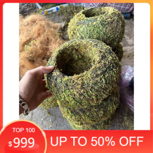 ( quả cầu rêu kokedama trồng thay chậu (hàng thủ công) )
