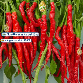 #Hạt_Giống_Ớt_Dài_Hàn_Quốc F1  năng suất cao thu hoạch sau 2 tháng，Bao bì gốc: 500 hạt, k028