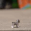 Đức Sile Nhựa Nguyên Chất Mini Schnauzer Mẫu 13892 Chó Trẻ Em Nhận Thức Khai Sáng Bánh Sinh Nhật