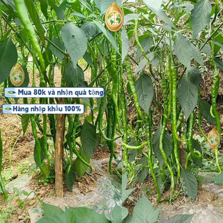 #Hạt_Giống_Ớt_Dài_Hàn_Quốc F1  năng suất cao thu hoạch sau 2 tháng，Bao bì gốc: 500 hạt, k028