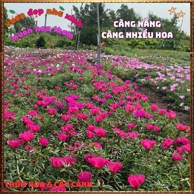 Cành Hoa Mười Giờ Mỹ Đơn ĐỎ HỒNG Bông Rất To Mập Khỏe Nở Rộ Mỗi Ngày️️🍔TRÙM HOA VÀ CÂY CẢNH