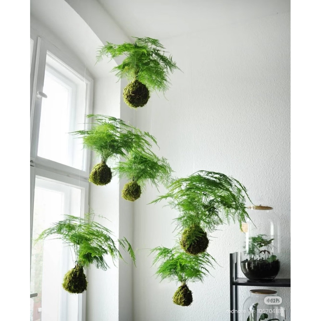 ( quả cầu rêu kokedama trồng thay chậu (hàng thủ công) )