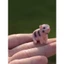 Thu Nhỏ Đức Sile Trang Trại Động Vật Mô Hình Đồ Chơi Piglet Pig Guinea Pig Búp Bê Trang Trí Bánh