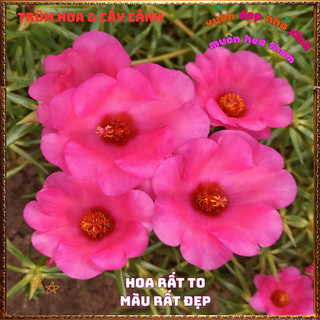 Cành Hoa Mười Giờ Mỹ Đơn ĐỎ HỒNG Bông Rất To Đẹp Dễ Trồng Nở Rộ Mỗi Ngày 📙 VƯỜN HOA CỔ TÍCH