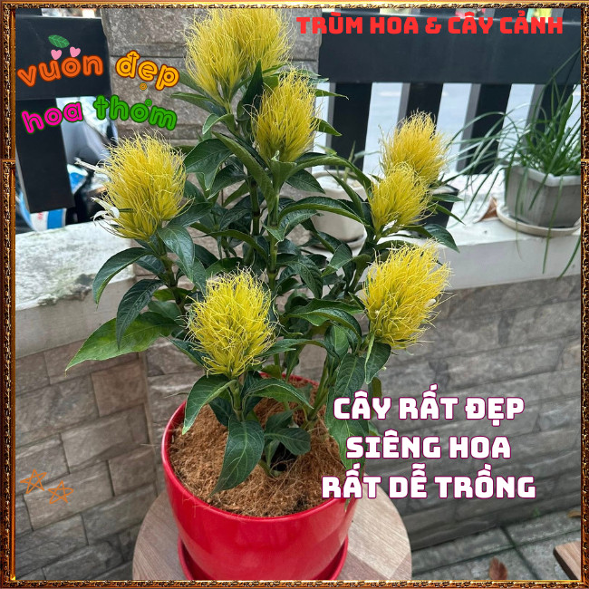 Chậu Hoa RÂU BẮP Xinh Xắn Siêu Dễ Trồng Nở Quanh Năm Rất Lâu Tàn ️📩 Hoa Mười Giờ Bonsai & Phụ Kiện