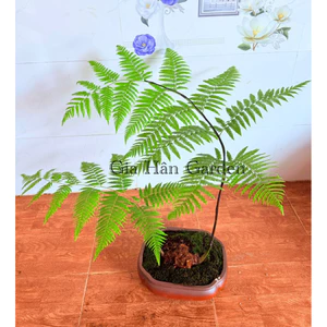 ( AA A củ cây dương xỉ culi chuẩn lông vàng , lông cầm má.u rất hiệu quả, trồng trực tiếp trong nhà )