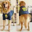 【Ready Stock】 Cute Large Dog Dog Dog Clothes Summer Labrador Golden Retriever Samoyed T-shirt Pet Big Dog Clothes Tide C4JV