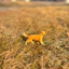 Sile Golden Retriever Pet Puppy Dog Farm Animal Model Children 's Toy Tour Retriever