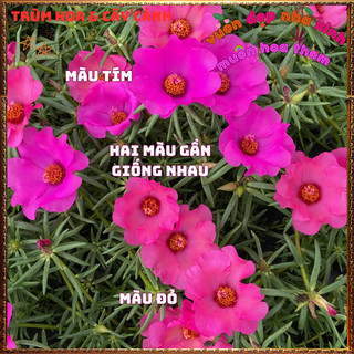 Cành Hoa Mười Giờ Mỹ Đơn ĐỎ HỒNG Bông Rất To Đẹp Dễ Trồng Nở Rộ Mỗi Ngày 📙 VƯỜN HOA CỔ TÍCH