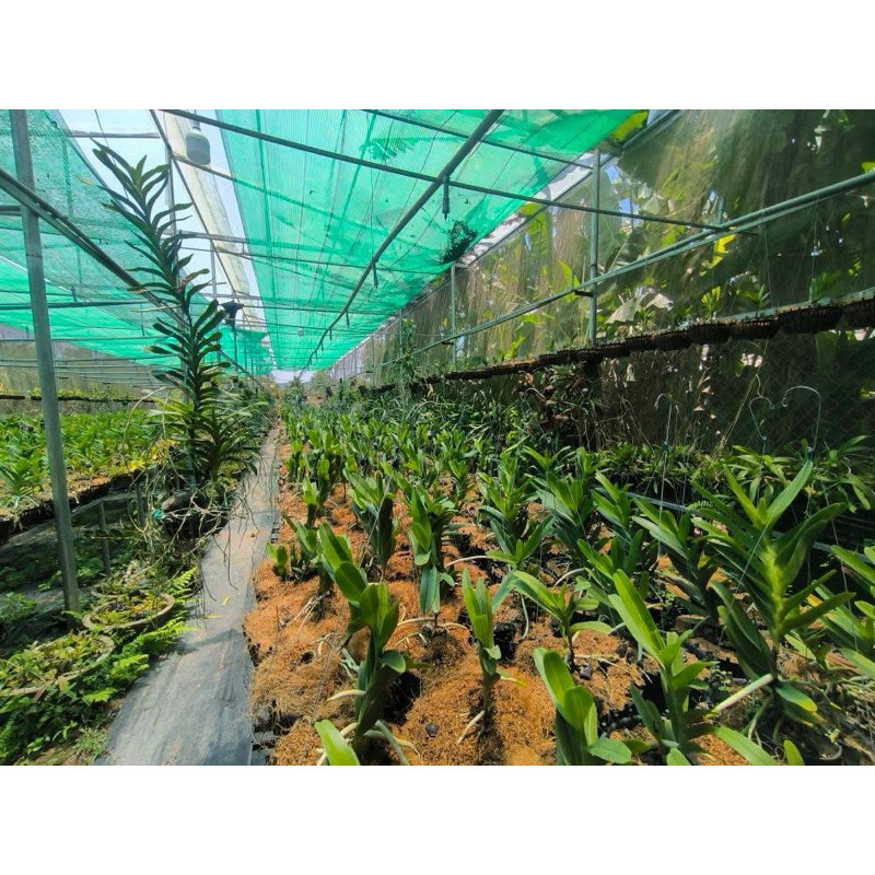 ( AA A 1kg giá rẻ Chỉ cước xơ dừa buộc lan bonsai – sợi siêu dai )