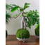 ( quả cầu kokedama đủ kích thước( làm từ rêu tự nhiên hàng làm thủ công) )