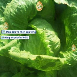 Trung Quốc nhập khẩu，Hạt giống xà lách búp ice berg - Khoảng mỗi gói2000 hạtk018