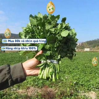 Hạt giống rau cải xoong, Xà lách xoong trồng cạn giàu dinh dưỡng，k016，Trung Quốc nhập khẩu