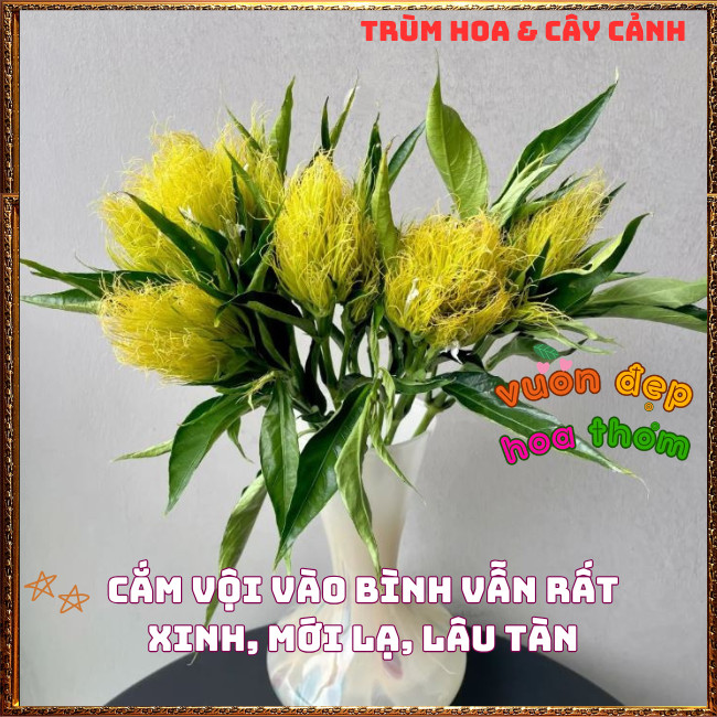 Chậu Hoa RÂU BẮP Xinh Xắn Siêu Dễ Trồng Nở Quanh Năm Rất Lâu Tàn ️📩 Hoa Mười Giờ Bonsai & Phụ Kiện